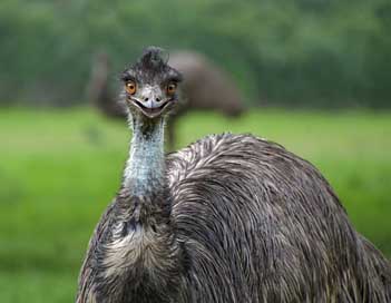 Emu Portrait Bird Smile Picture