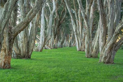 Trees Foliage Centennial-Park Park Picture