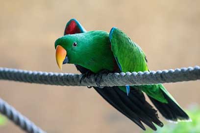 Bird Plumage Colorful Nature Picture