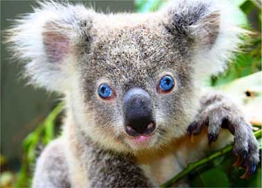 Koala Gray Cute Bear Picture
