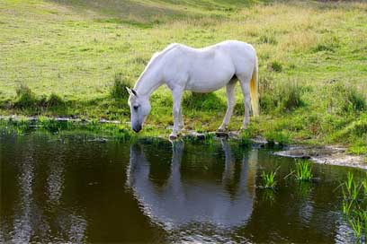 Horse Pony Farm Animal Picture