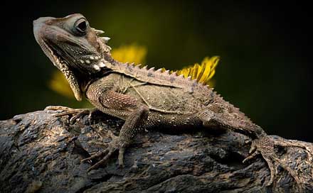 Lizard Nature Forest-Dragon Reptile Picture