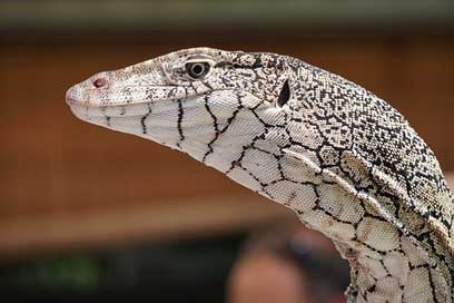 Perentie Reptile Goanna Lizard Picture