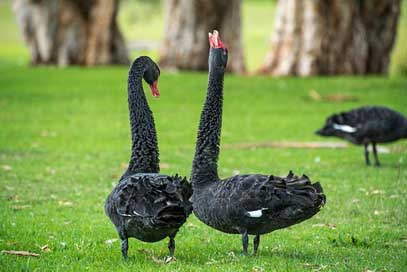 Black-Swan Bird Goose Swan Picture