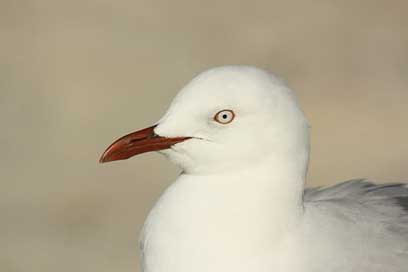 Seagull Beak Head Bird Picture