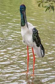 Jabiru Wildlife Australia Bird Picture