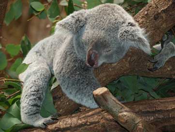 Koala-Bear Sleep Teddy Australia Picture