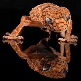 Gecko Australia Lizard Rough-Knob Picture