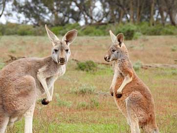 Kangaroos Wildlife Looking Standing Picture