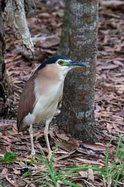 Heron Wildlife Nature Bird Picture