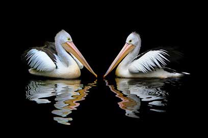 Australia Pelecanus-Conspicillatus Sea-Birds Pelican Picture