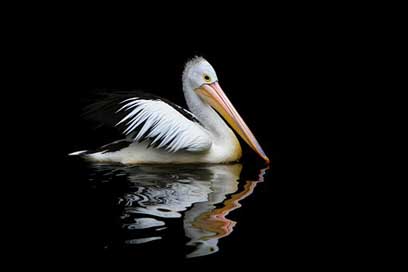 Australia Pelecanus-Conspicillatus Sea-Birds Pelican Picture