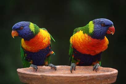 Rainbow-Lorikeet Rainbow Australia Parrots Picture