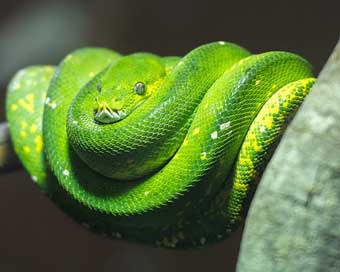 Python Reptile Snake Green-Tree-Python Picture