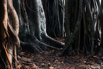 Trees Unique Australia Roots Picture