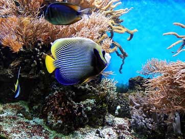 Coral Aquarium Underwater Fish Picture