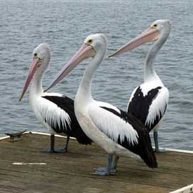 Pelicans Australian-Pelican Water-Bird Pelican Picture