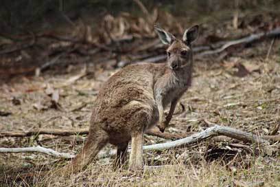 Kangaroo Nature Wild Marsupial Picture