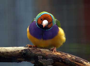 Gouldian-Finch Nature Wildlife Bird Picture