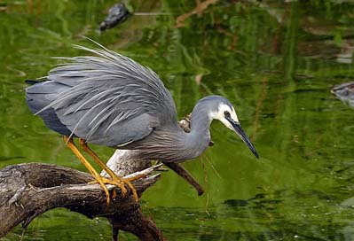 White-Faced-Heron Nature Wildlife Bird Picture