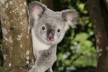 Australia  Koala-Bear Zoo Picture
