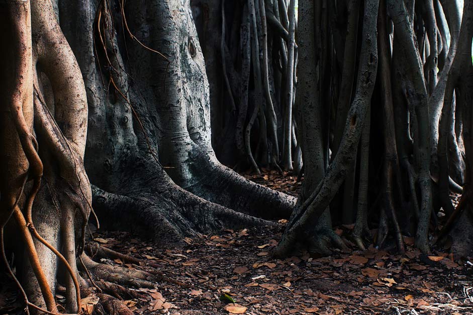 Unique Australia Roots Trees