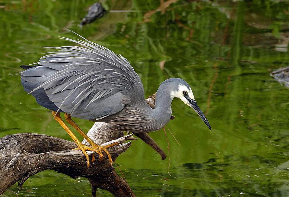 Nature Wildlife Bird White-Faced-Heron