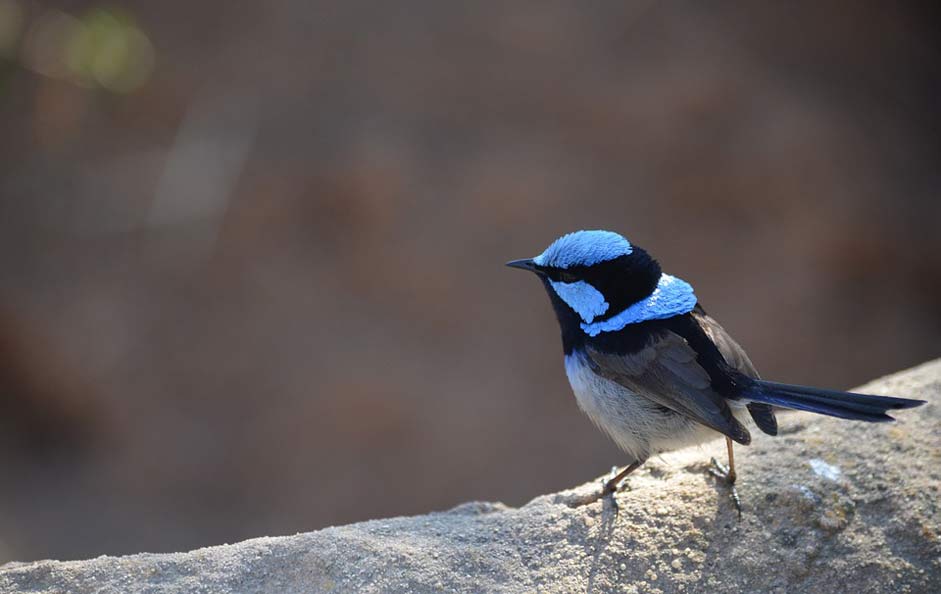 Australia Superb-Fairy-Wren Bird Wren