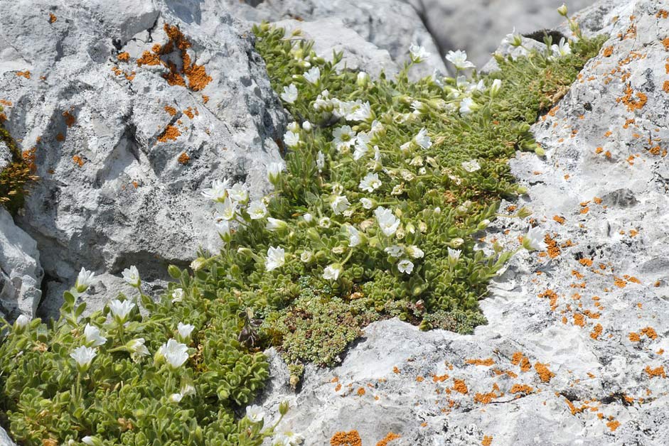 Alpenbloem Alpine Rocks Alpine-Flowers