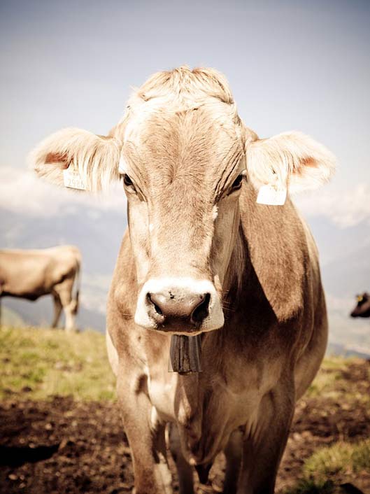 Austria Cows Tyrol Cow