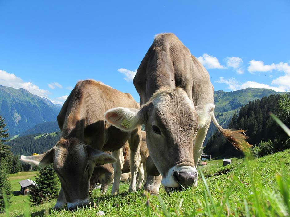 Landscape Pasture Austria Cows