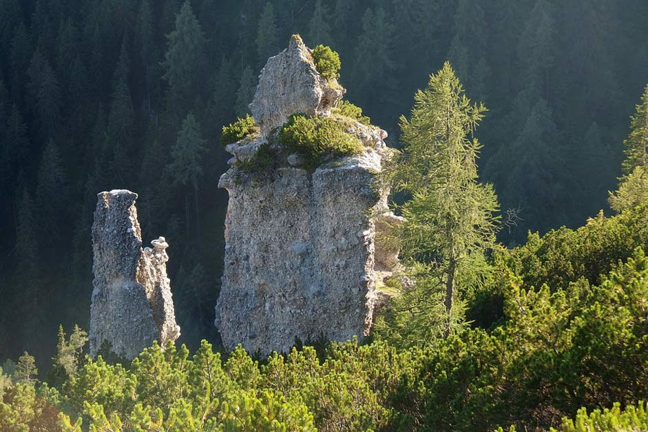 Tree Forest Rock Rocks