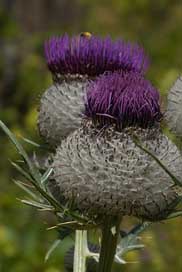 Large-Thistle Flora Alps Mountains Picture