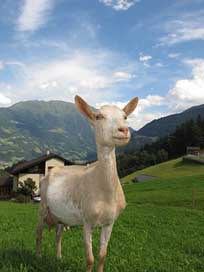 Goat-In-Austria  Goat Austria Picture
