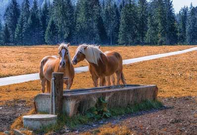 Pertisau Horses Gramai Tyrol Picture