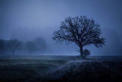 Tree Landscape Mood Fog Picture