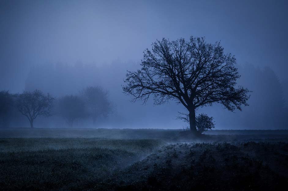 Landscape Mood Fog Tree