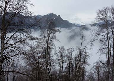 Winter Fog Forest Azerbaijan Picture