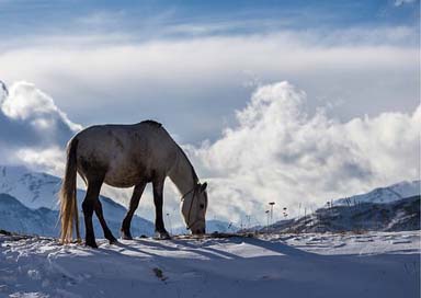 Winter Landscape Horse Azerbaijan Picture