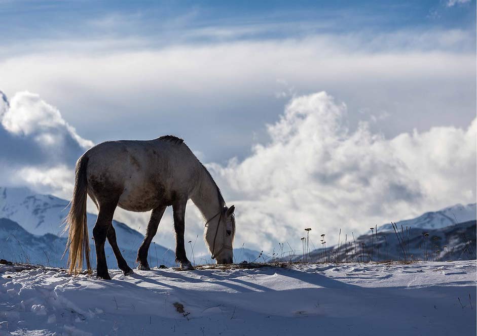 Landscape Horse Azerbaijan Winter