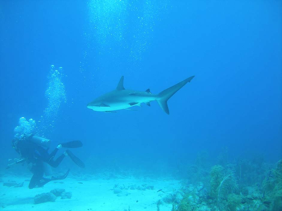 Bahamas Nassau Dive Diving