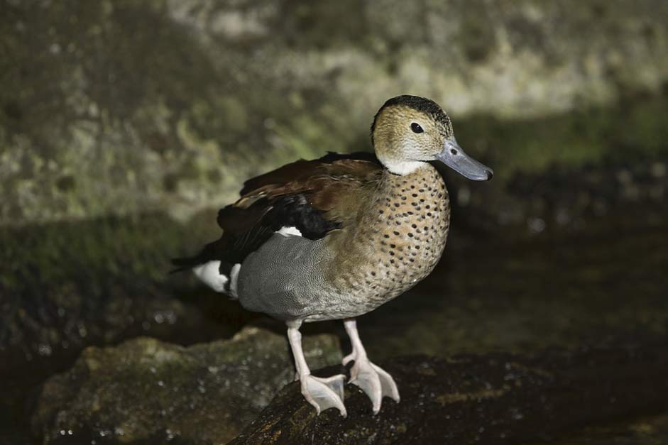 Bahama-Pintail Summer-Duck Bird Duck