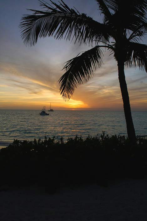 Ocean Bahamas Tropic Palm-Tree