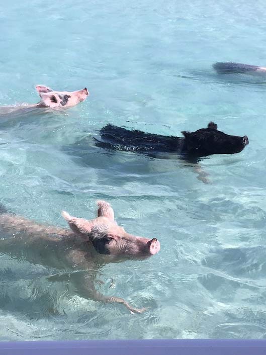 Bahamas Animal Caribbean Pigs