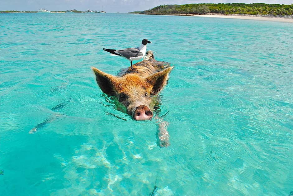 Fish Seagull Swimming-Pig Staniel-Cay