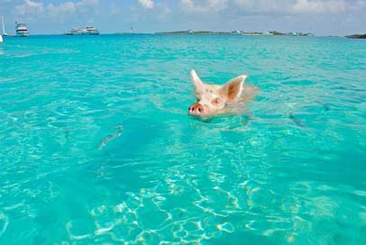 Staniel-Cay Bahamas Exumas Swimming-Pig Picture