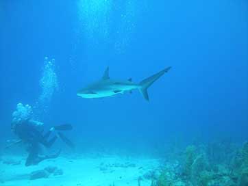 Diving Bahamas Nassau Dive Picture