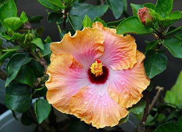 Tropical-Hibiscus Flower Rum-Runner Bahama-Bay Picture