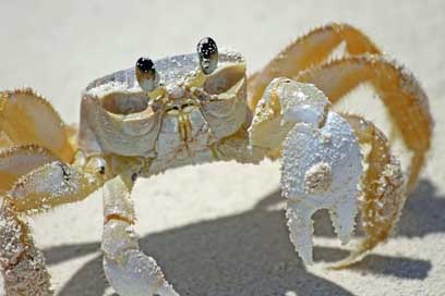 Crab Bahamas Sand Beach Picture