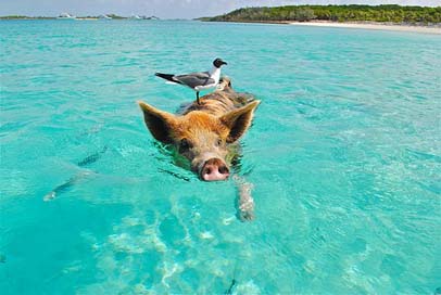 Staniel-Cay Fish Seagull Swimming-Pig Picture